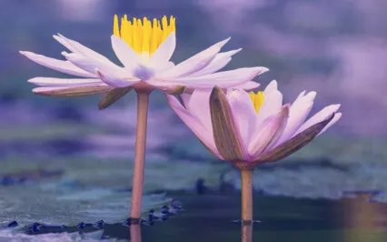 Go Within - Daily Affirmation