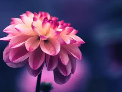Goddess Activation - Seeding Beauty In Your Daily Life