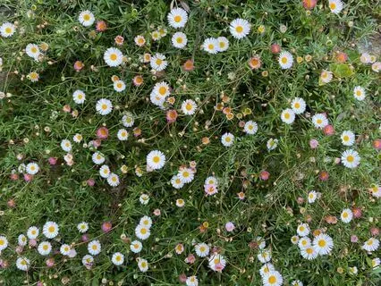 Goddess Affirmations