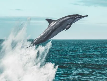 Goddess Aphrodite - Of Love And War