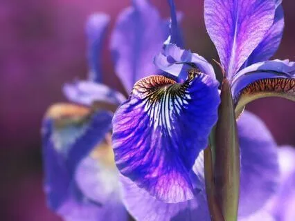 Goddess Iris Meditation To Activate The Throat Chakra