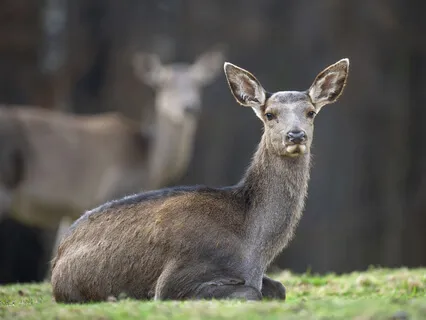 Goddess Journey With Deer Mother
