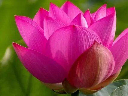 Goddess Lakshmi Chant 108 Times