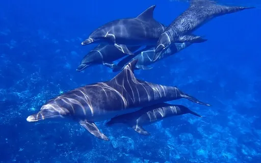 Goddess Mantra (Live Recording)