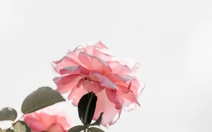 Goddess Of Peace Blessing