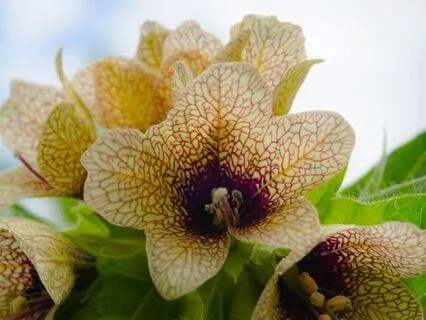 Goddess Of The Crossroads | ASMR Bedtime Tale