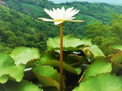 Going for Refuge with Deeper Understanding (Part 2)