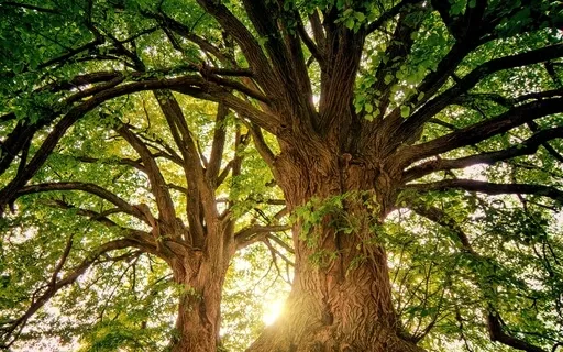 Going On Mind Walks To Enhance Focus And Cognitive Performance