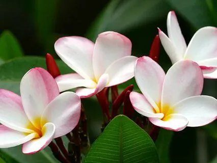 Going Para(sympathetic)