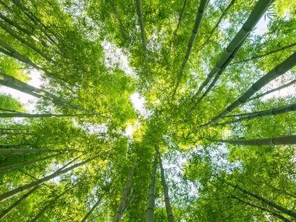 Going Slow To Find Clarity