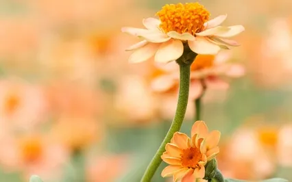 Going Within (Music & Voice)