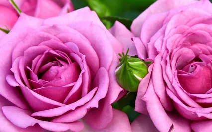 Gold-White / Deep Rose Pink Angelic Light Transmission