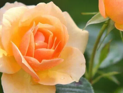 Golden Afternoon — Gentle Saxophone For Deep Relaxation