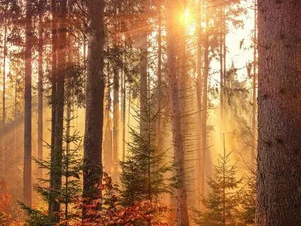 Golden Autumn October | Peaceful Soothing Instrumental Music