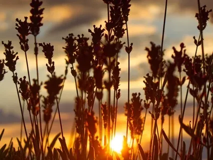 Golden Awakening Meditation