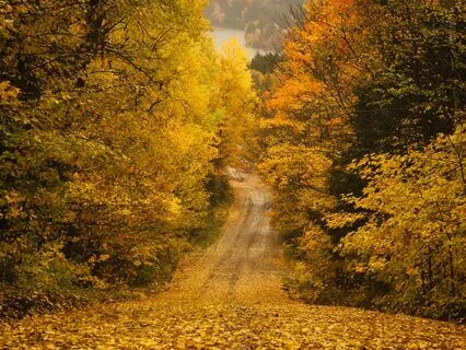 Golden Brain Waves: Golden PHI Fibonacci Lambda Waves 528Hz