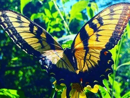 Golden Breath Meditation