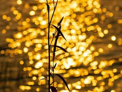 Golden Breath, Movement, Dreaming For Calm And Connection