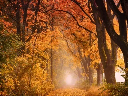 Golden Earth Divine Heart Activation