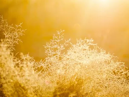 Golden Energy Cleansing Meditation - 5 Minute Practice