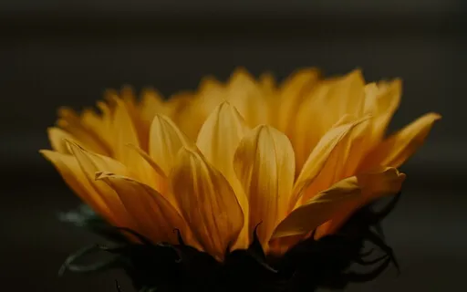 Golden Flower Healing Meditation