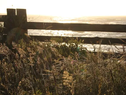 Golden Healing Heart Coherence- Extended Version