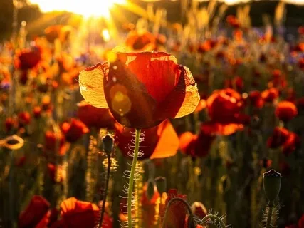 Golden Healing Light Meditation With Poem, "Poppies", By Mary Oliver