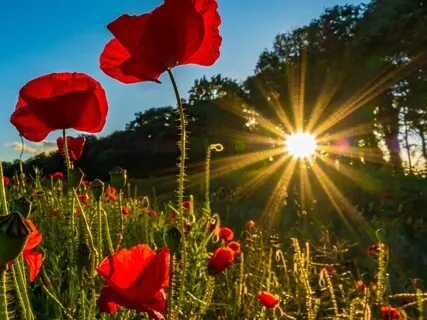 Golden Heart Radiance Sound Bath Meditation