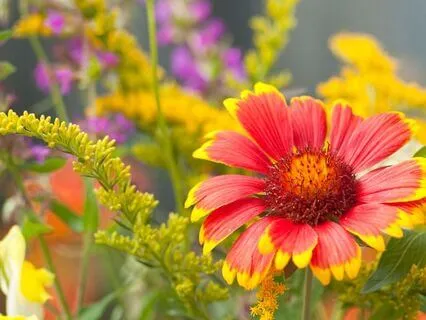Golden Hour Garden Ambiance