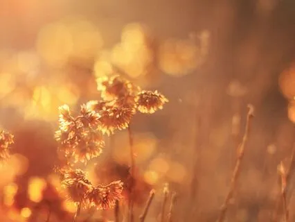 Golden Hour Walk
