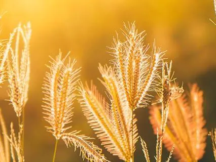 Golden Light Body Scan