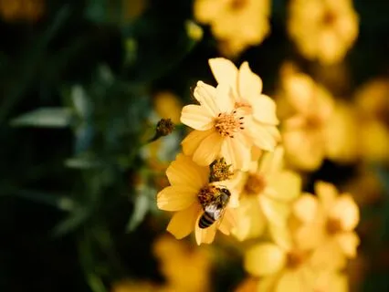 Golden Light Chakra Meditation