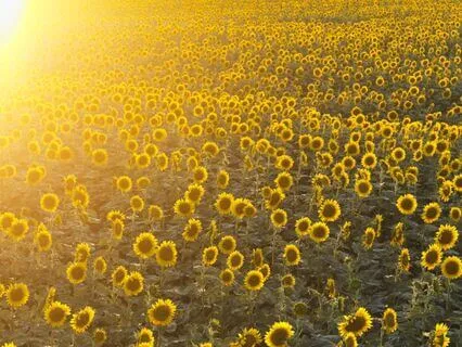 Golden Light: High Vibrational Music For Manifestation