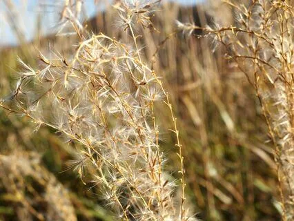 Golden Light Meditation For Happiness And Peace