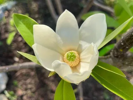 Golden Light Meditation