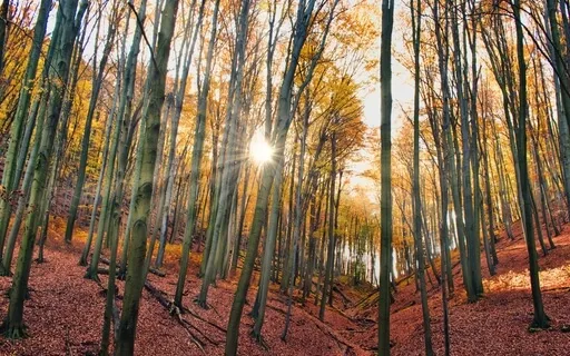 Golden Light Of Gratitude