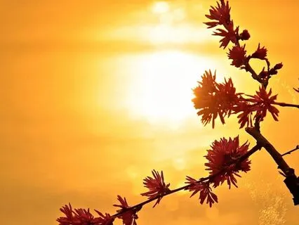 Golden Light Relaxation