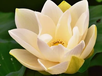 Golden Lotus Of Protection