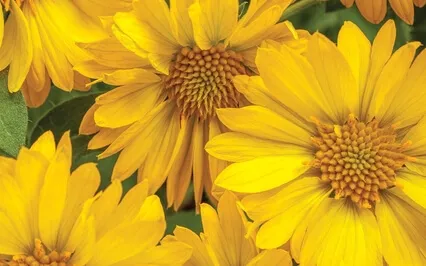 Golden-Peach/Golden-Turquoise Angelic Light Transmission.