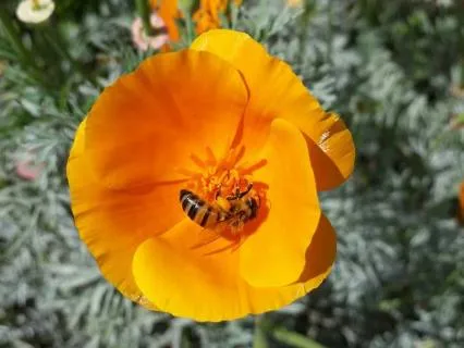 Golden Protection And Grounding Meditation