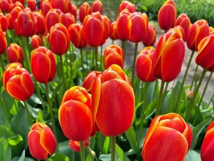 Golden Rays: A Morning Mediation