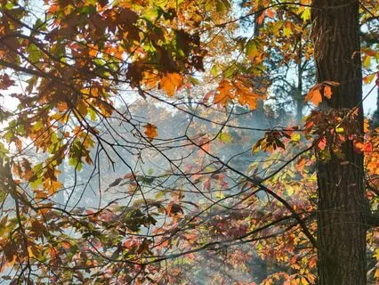 Golden Rays Through Mist