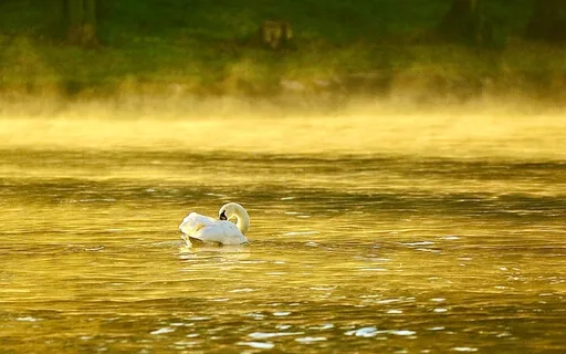 Golden River Birds-Piano Music