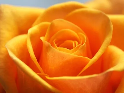 Golden Rose Gratitude