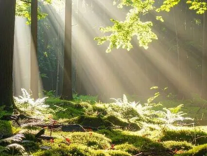 Golden Sanctuary: A Journey Into Light And Stillness