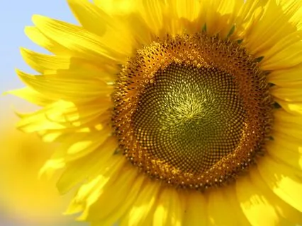 Golden Strings — Gentle Guitar For Deep Relaxation