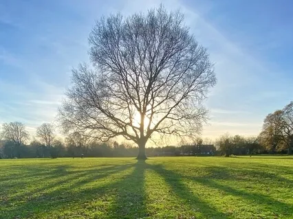 Golden Suns Energy Healing Meditation