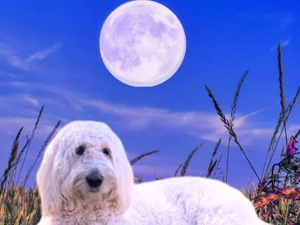 GoldenDoodle Sleep Story With Lily: Sleep, Play, Love