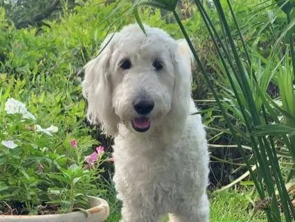 GoldenDoodle Sleep Story With Lily: Sleep, Play, Love