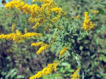 Goldenrod